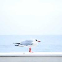 双色球百科